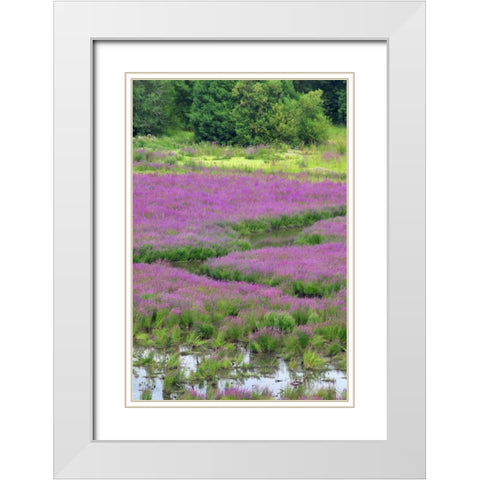OR, Oaks Bottom Purple loosestrife in marsh White Modern Wood Framed Art Print with Double Matting by Terrill, Steve