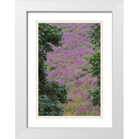 Oregon, Oaks Bottom Purple loosestrife flowers White Modern Wood Framed Art Print with Double Matting by Terrill, Steve