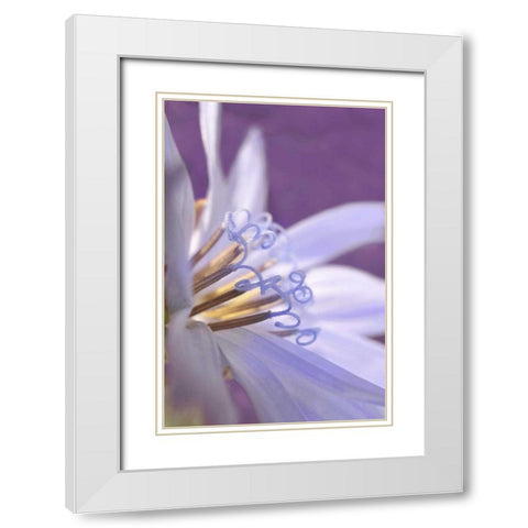 Oregon, Portland Close-up of chicory wildflower White Modern Wood Framed Art Print with Double Matting by Terrill, Steve