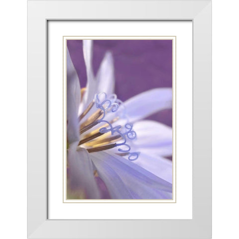 Oregon, Portland Close-up of chicory wildflower White Modern Wood Framed Art Print with Double Matting by Terrill, Steve