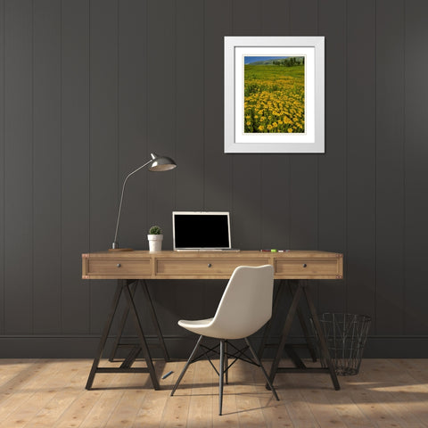 Oregon, Steens Mountain Meadow of arnica flowers White Modern Wood Framed Art Print with Double Matting by Terrill, Steve