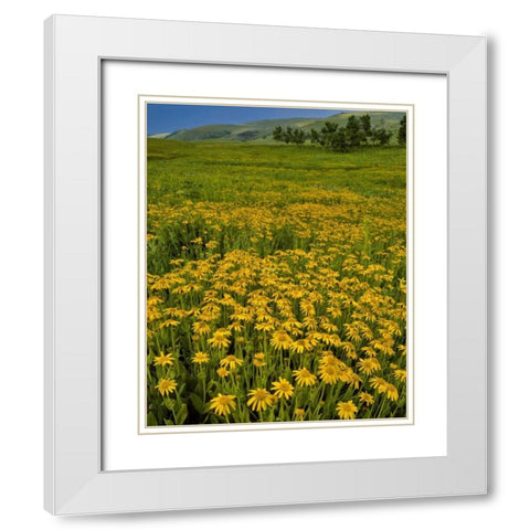 Oregon, Steens Mountain Meadow of arnica flowers White Modern Wood Framed Art Print with Double Matting by Terrill, Steve
