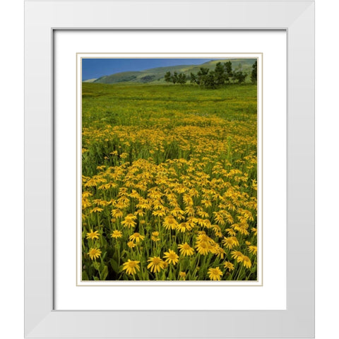 Oregon, Steens Mountain Meadow of arnica flowers White Modern Wood Framed Art Print with Double Matting by Terrill, Steve