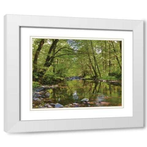 Oregon, Tillamook State Forest Wilson River White Modern Wood Framed Art Print with Double Matting by Terrill, Steve