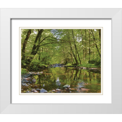Oregon, Tillamook State Forest Wilson River White Modern Wood Framed Art Print with Double Matting by Terrill, Steve