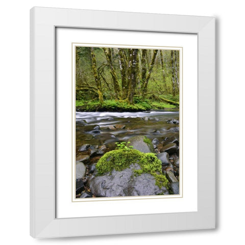 Oregon, Tillamook State Forest Wilson River White Modern Wood Framed Art Print with Double Matting by Terrill, Steve