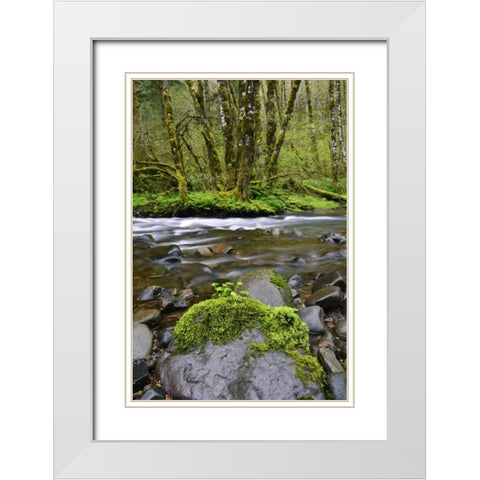 Oregon, Tillamook State Forest Wilson River White Modern Wood Framed Art Print with Double Matting by Terrill, Steve