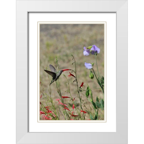 OR, OR, Portland Hummingbird feeding on salvia White Modern Wood Framed Art Print with Double Matting by Terrill, Steve