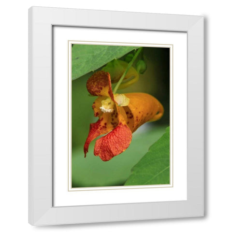 Oregon, Oregon Close-up of jewelweed flower White Modern Wood Framed Art Print with Double Matting by Terrill, Steve
