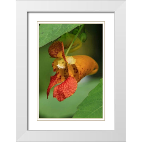 Oregon, Oregon Close-up of jewelweed flower White Modern Wood Framed Art Print with Double Matting by Terrill, Steve