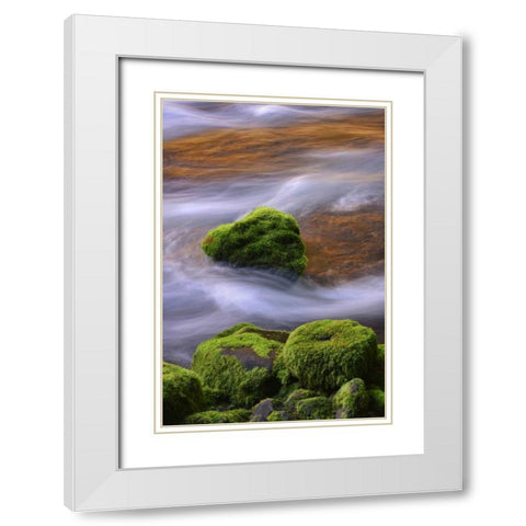 Oregon, Willamette NF McKenzie River over rocks White Modern Wood Framed Art Print with Double Matting by Terrill, Steve