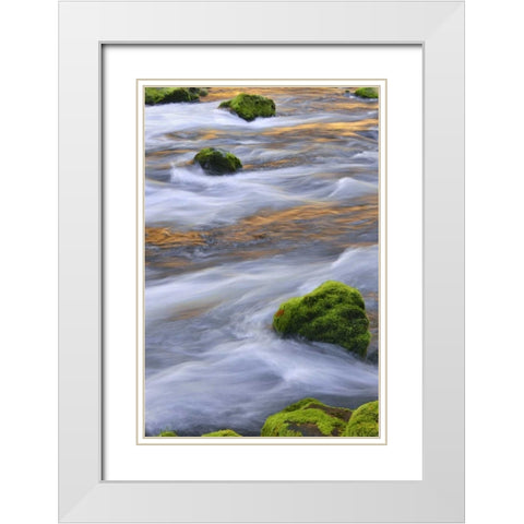 Oregon, Willamette NF McKenzie River over rocks White Modern Wood Framed Art Print with Double Matting by Terrill, Steve