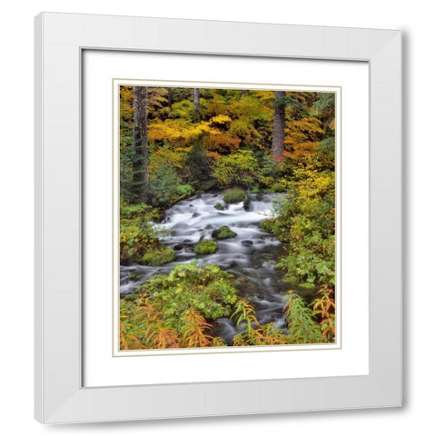 OR, Willamette NF Roaring River through Oregon White Modern Wood Framed Art Print with Double Matting by Terrill, Steve