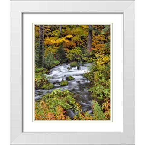 OR, Willamette NF Roaring River through Oregon White Modern Wood Framed Art Print with Double Matting by Terrill, Steve