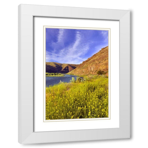 Oregon, John Day River Cliffs and wild mustard White Modern Wood Framed Art Print with Double Matting by Terrill, Steve