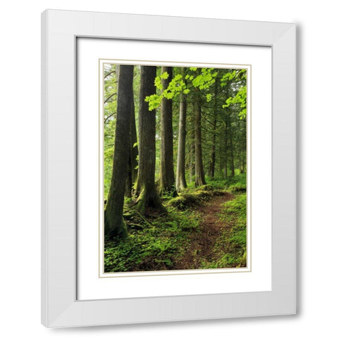 USA, Oregon Forest trail scenic White Modern Wood Framed Art Print with Double Matting by Terrill, Steve