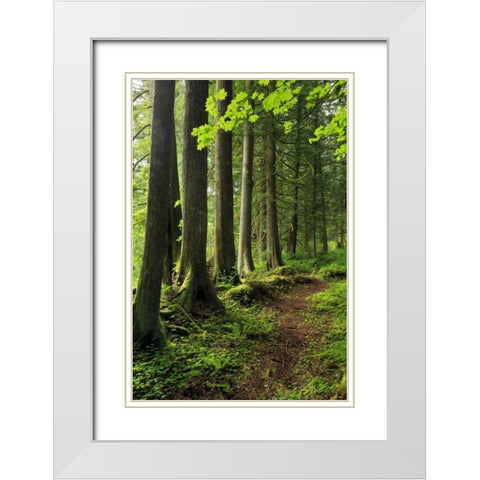 USA, Oregon Forest trail scenic White Modern Wood Framed Art Print with Double Matting by Terrill, Steve