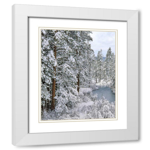 Oregon Fresh snowfall along Warm Springs River White Modern Wood Framed Art Print with Double Matting by Terrill, Steve