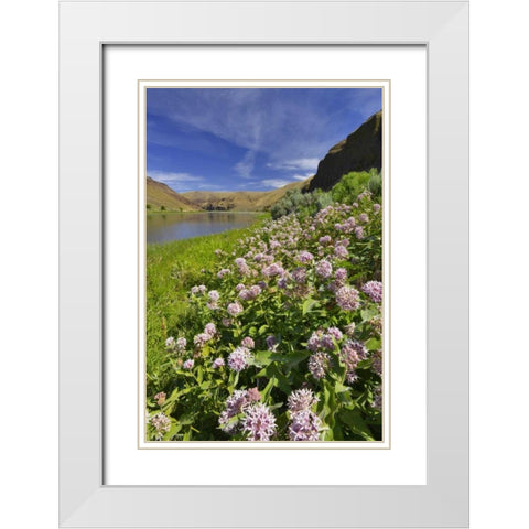USA, Oregon Milkweed along the John Day River White Modern Wood Framed Art Print with Double Matting by Terrill, Steve