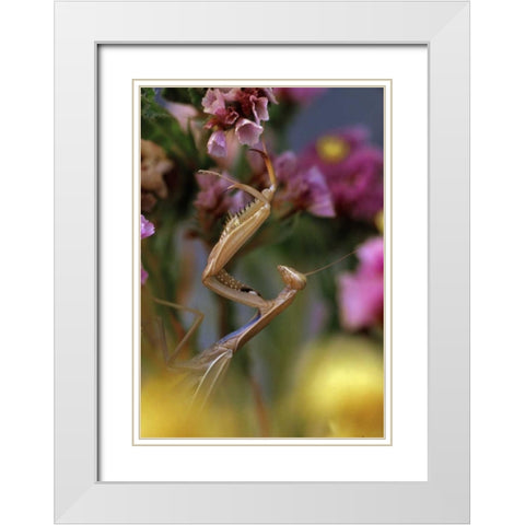 USA, Oregon Praying mantis on static flower White Modern Wood Framed Art Print with Double Matting by Terrill, Steve