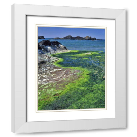 Oregon Rock formations and algae at Seal Rock White Modern Wood Framed Art Print with Double Matting by Terrill, Steve