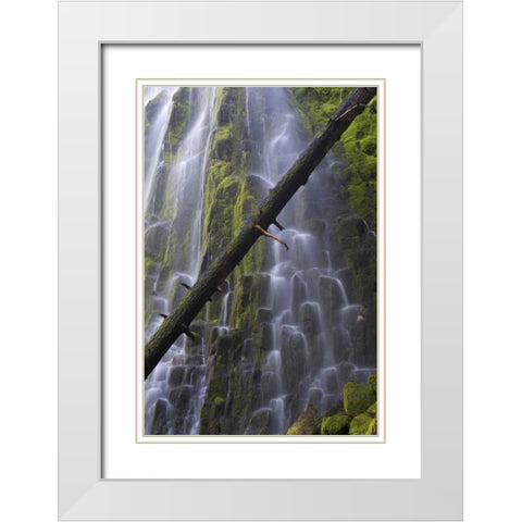 Oregon, Proxy Falls Waterfalls over basalt White Modern Wood Framed Art Print with Double Matting by Delisle, Gilles
