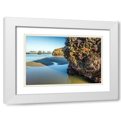 Oregon-Bandon Beach Anemones and sea stars exposed at low tide  White Modern Wood Framed Art Print with Double Matting by Jaynes Gallery