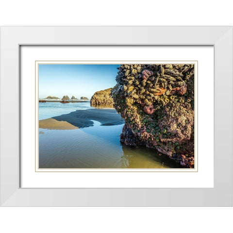Oregon-Bandon Beach Anemones and sea stars exposed at low tide  White Modern Wood Framed Art Print with Double Matting by Jaynes Gallery