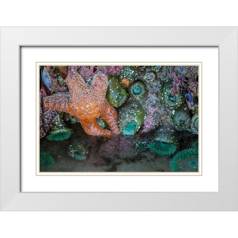 Oregon-Bandon Beach Anemones and sea stars exposed at low tide  White Modern Wood Framed Art Print with Double Matting by Jaynes Gallery