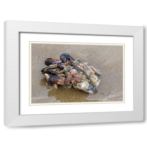 Oregon-Bandon Beach Clump of mollusk and other shells on beach  White Modern Wood Framed Art Print with Double Matting by Jaynes Gallery