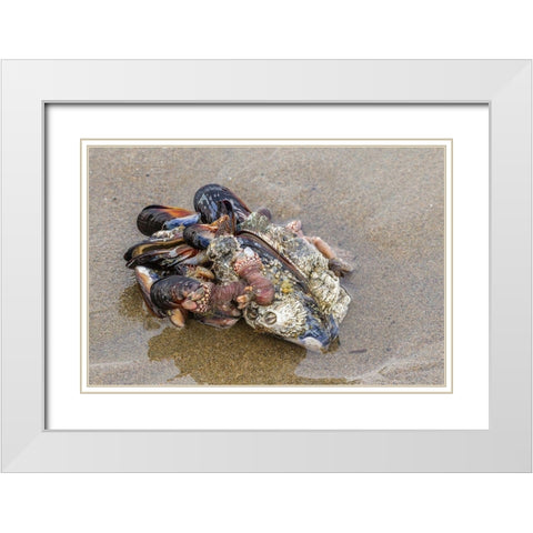 Oregon-Bandon Beach Clump of mollusk and other shells on beach  White Modern Wood Framed Art Print with Double Matting by Jaynes Gallery