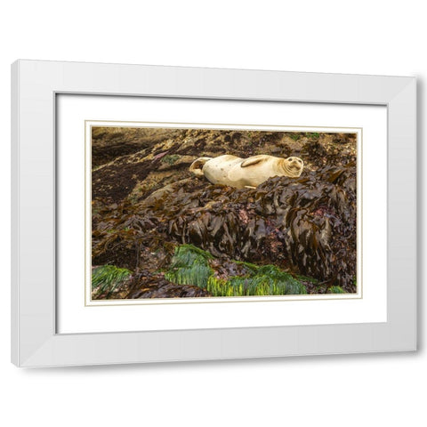 Oregon-Bandon Beach Harbor seal and beach kelp  White Modern Wood Framed Art Print with Double Matting by Jaynes Gallery