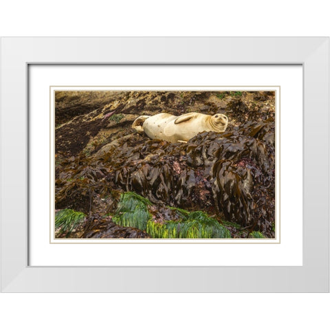 Oregon-Bandon Beach Harbor seal and beach kelp  White Modern Wood Framed Art Print with Double Matting by Jaynes Gallery