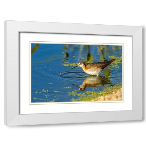 Oregon-Harney County-Female phalarope feeding  White Modern Wood Framed Art Print with Double Matting by Jaynes Gallery