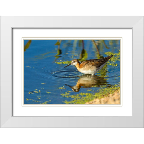 Oregon-Harney County-Female phalarope feeding  White Modern Wood Framed Art Print with Double Matting by Jaynes Gallery