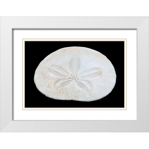 Oregon Sand dollar close-up White Modern Wood Framed Art Print with Double Matting by Jaynes Gallery