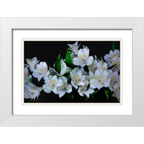 Oregon-Coos Bay White Peruvian lilies close-up White Modern Wood Framed Art Print with Double Matting by Jaynes Gallery