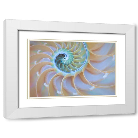 Oregon Close-up detail of nautilus shell White Modern Wood Framed Art Print with Double Matting by Jaynes Gallery