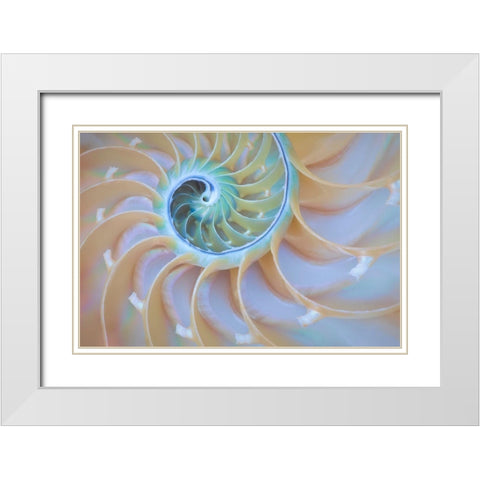 Oregon Close-up detail of nautilus shell White Modern Wood Framed Art Print with Double Matting by Jaynes Gallery