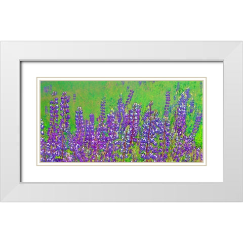 California-Redwood National Park Abstract of lupine flowers White Modern Wood Framed Art Print with Double Matting by Jaynes Gallery