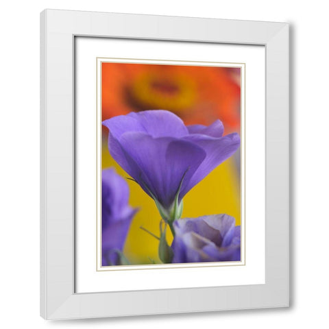 Close-up of Lisianthus bloom in Portland-Oregon White Modern Wood Framed Art Print with Double Matting by Jaynes Gallery