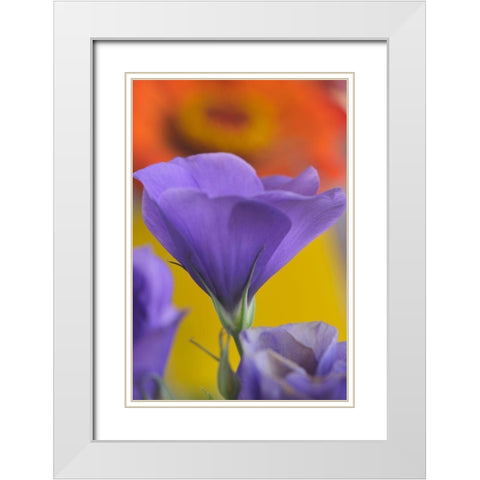 Close-up of Lisianthus bloom in Portland-Oregon White Modern Wood Framed Art Print with Double Matting by Jaynes Gallery