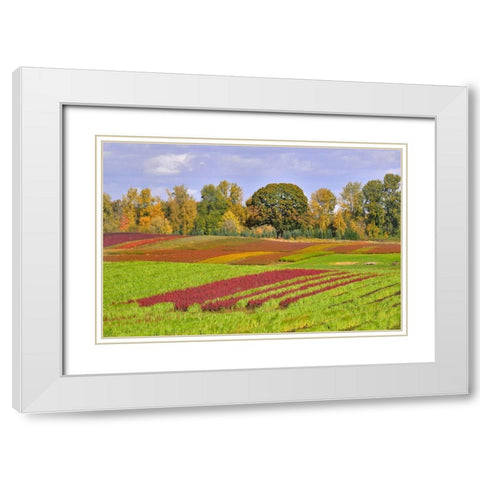 Oregon-Sauvie Island Rows of crops on farm White Modern Wood Framed Art Print with Double Matting by Jaynes Gallery