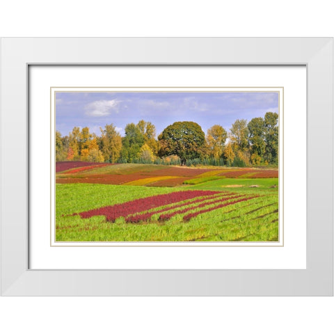 Oregon-Sauvie Island Rows of crops on farm White Modern Wood Framed Art Print with Double Matting by Jaynes Gallery