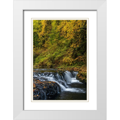 USA-Oregon-Silver Falls State Park Waterfalls and forest in autumn White Modern Wood Framed Art Print with Double Matting by Jaynes Gallery
