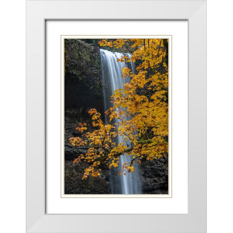 USA-Oregon-Silver Falls State Park Tall waterfall and forest in autumn White Modern Wood Framed Art Print with Double Matting by Jaynes Gallery