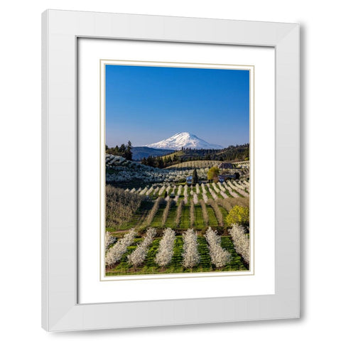 Fruit orchards in full bloom with Mount Adams in Hood River-Oregon-USA White Modern Wood Framed Art Print with Double Matting by Haney, Chuck