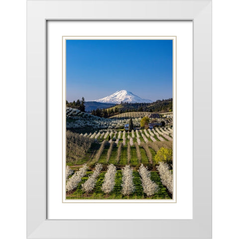 Fruit orchards in full bloom with Mount Adams in Hood River-Oregon-USA White Modern Wood Framed Art Print with Double Matting by Haney, Chuck