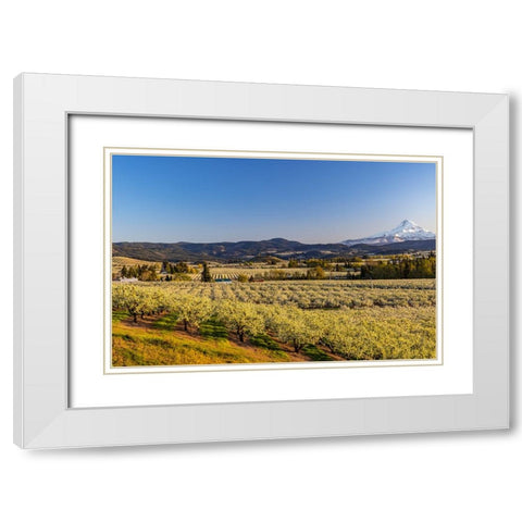 Fruit orchards in full bloom with Mount Hood in Hood River-Oregon-USA White Modern Wood Framed Art Print with Double Matting by Haney, Chuck