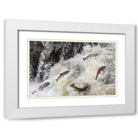 Spawning Coho salmon swimming upstream on the Nehalem River in the Tillamook State Forest-Oregon-USA White Modern Wood Framed Art Print with Double Matting by Haney, Chuck
